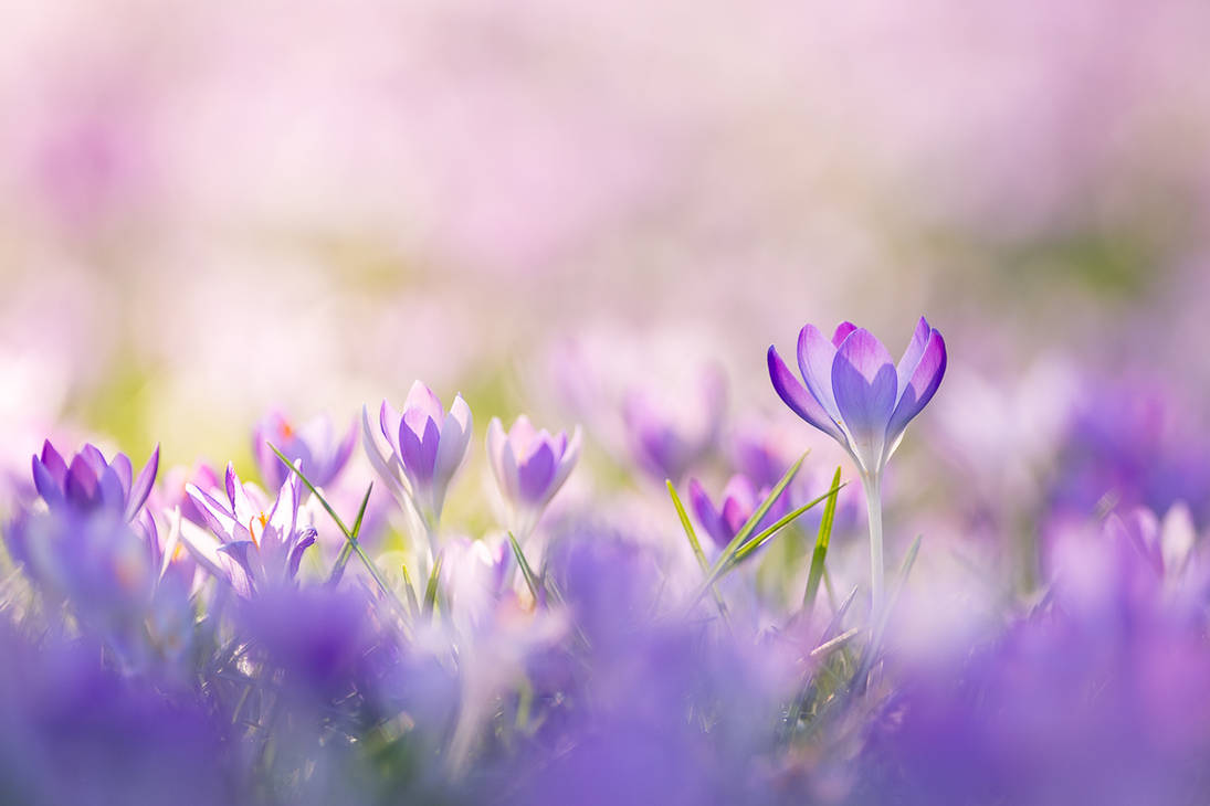 Crocuses by enaruna dfpy5by pre