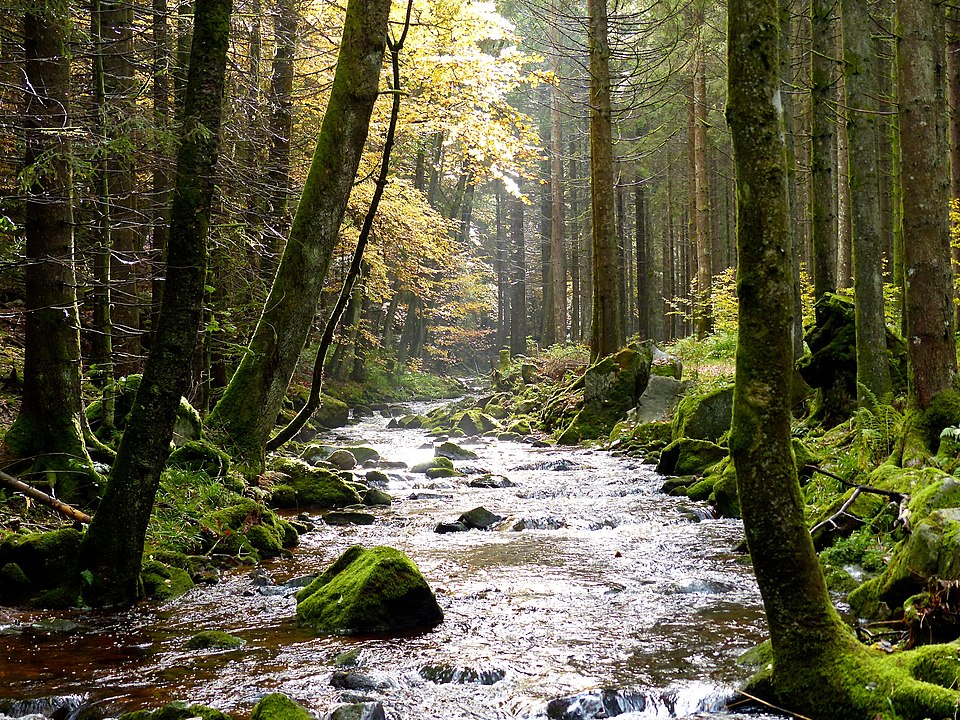 960px black forest stream (10562132523)
