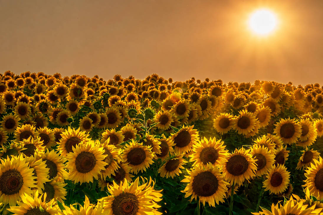 Sunset sunflowers by photoblogger dm7hzht pre